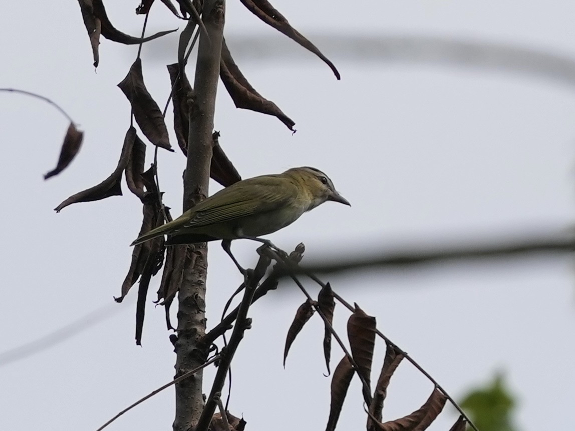 Red-eyed Vireo - ML640979420