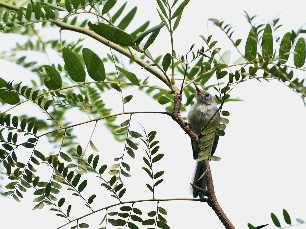 Blue-gray Gnatcatcher - ML640979434