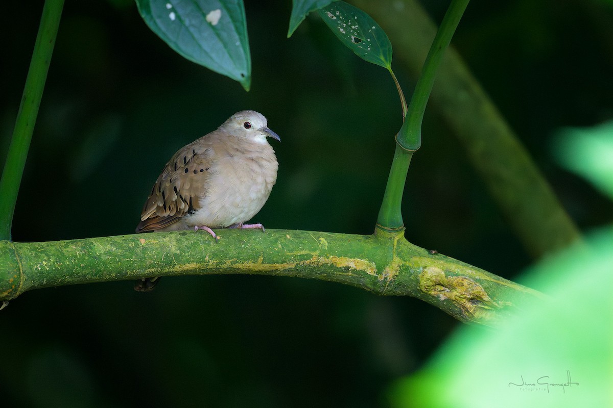 Plain-breasted Ground Dove - ML640979497