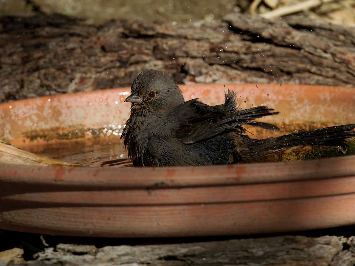 California Towhee - ML640979531