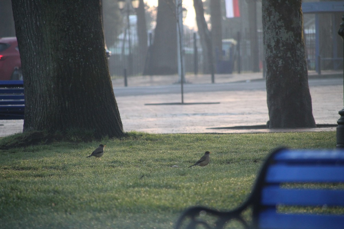 Austral Thrush - ML640979606