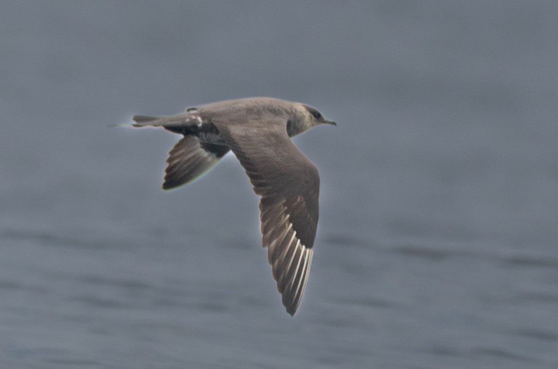 Parasitic Jaeger - ML640979624