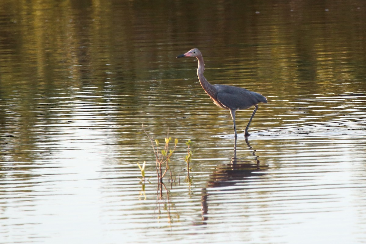Reddish Egret - ML640979628