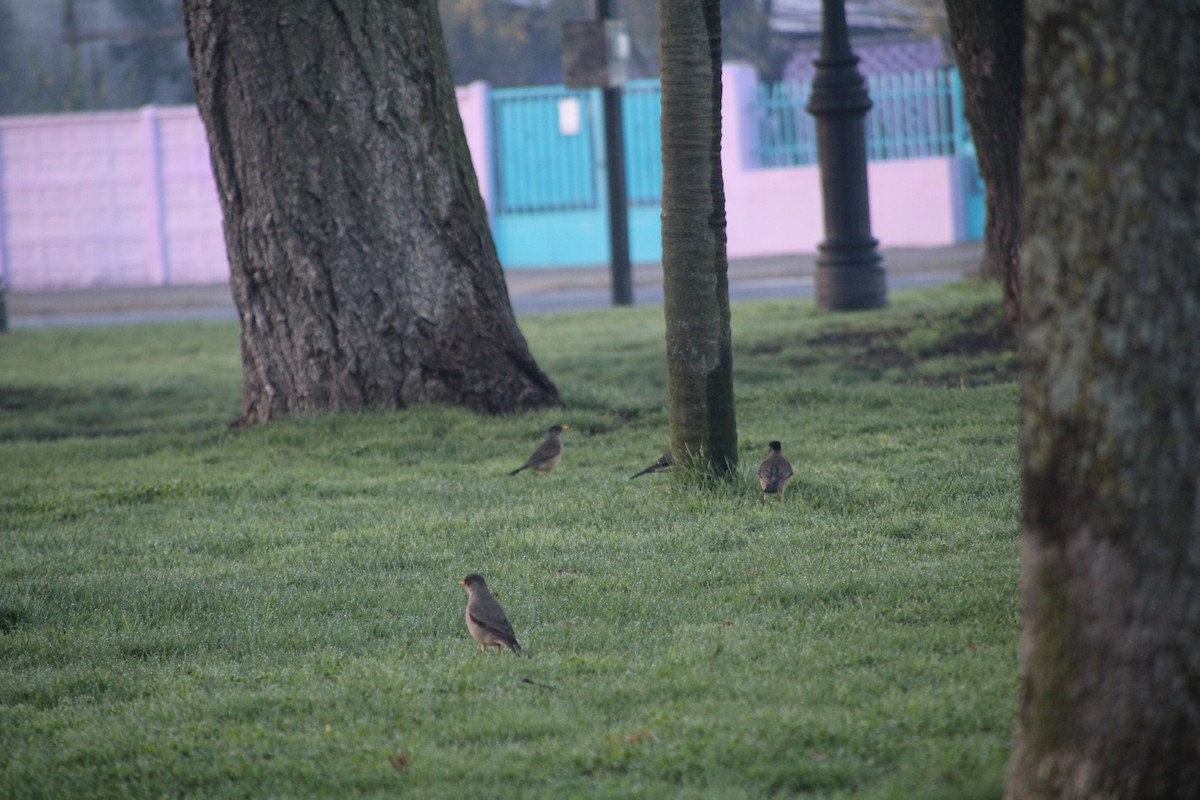 Austral Thrush - ML640979697