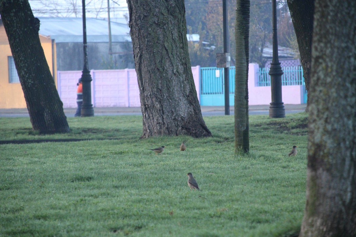 Austral Thrush - ML640979699