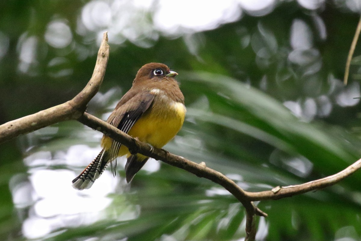 Atlantic Black-throated Trogon - ML64097971