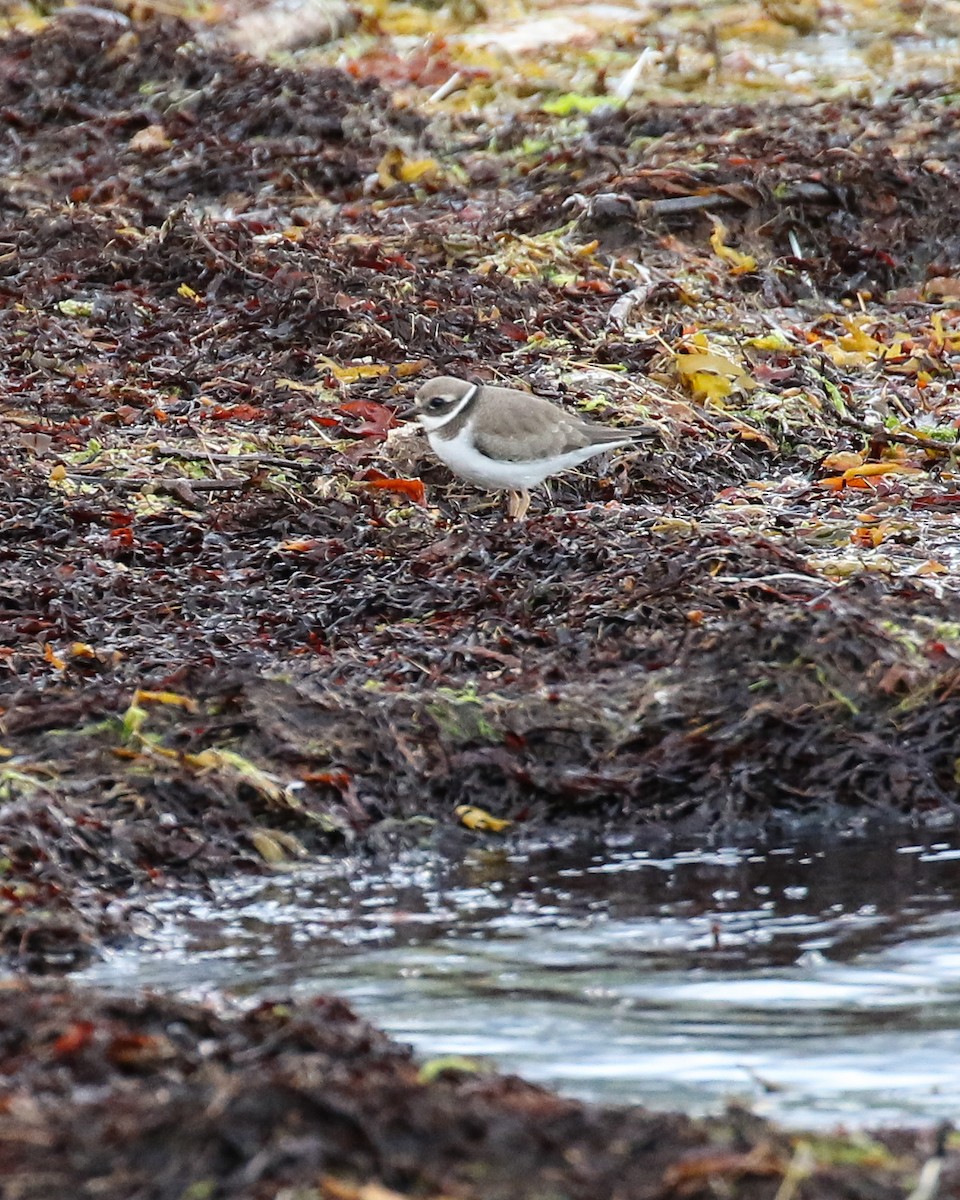 環頸鴴 - ML640979753