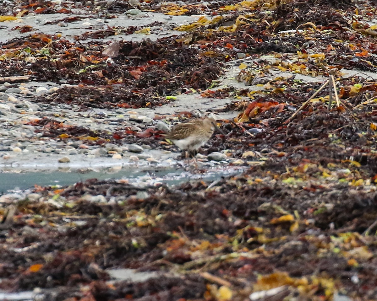 黑腹濱鷸 - ML640979759