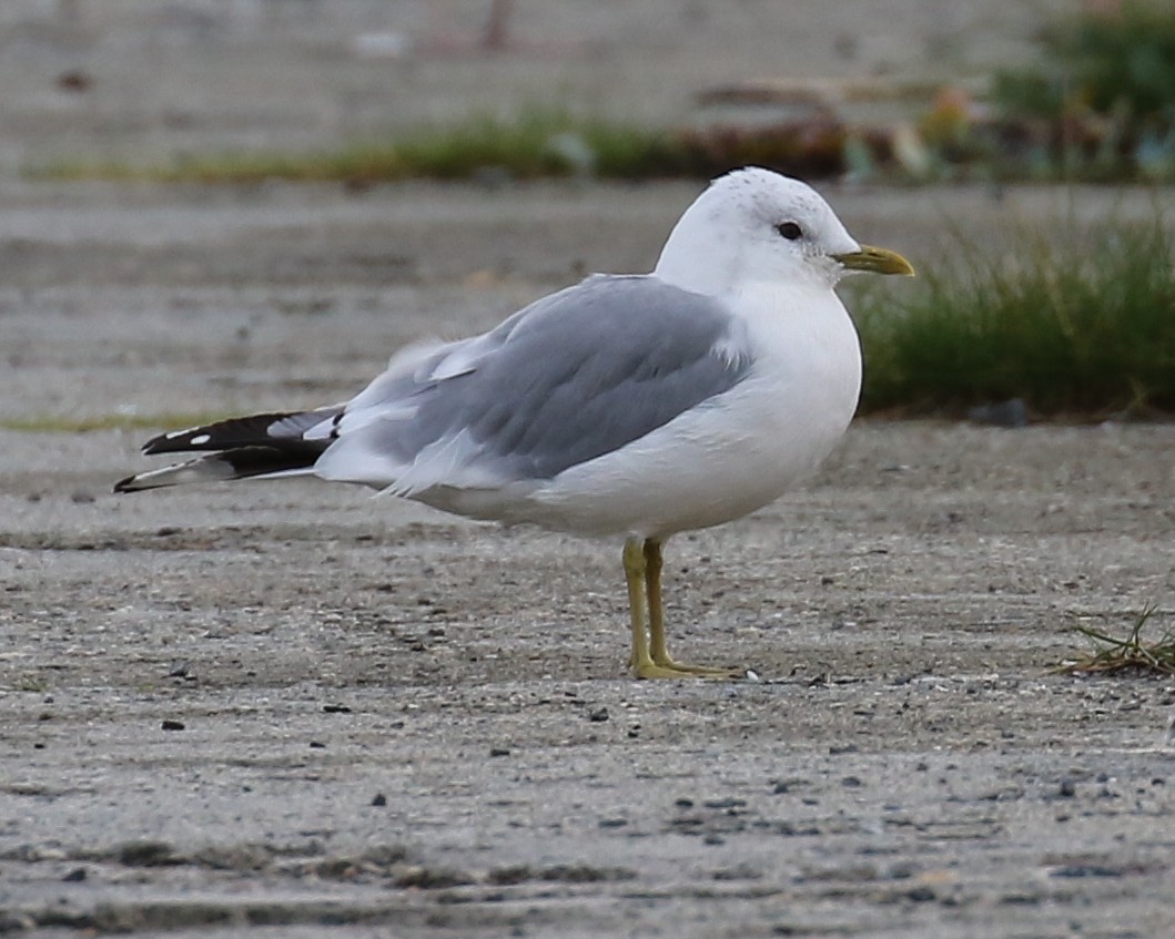 歐亞海鷗 - ML640979789