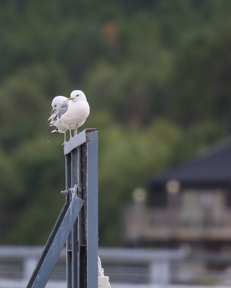 歐亞海鷗 - ML640979790