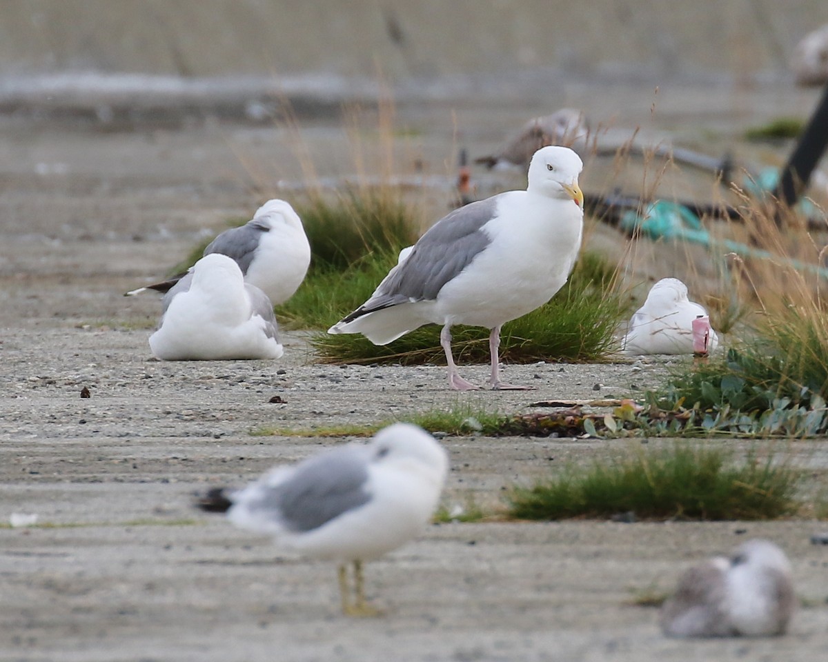 European Herring Gull - ML640979799
