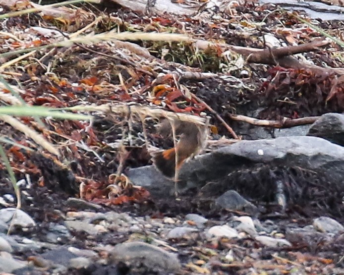 藍喉鴝 - ML640979815