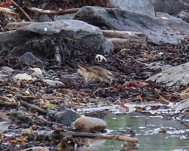 藍喉鴝 - ML640979816