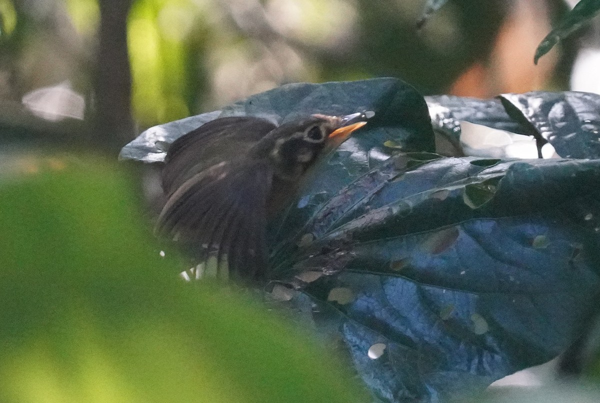White-throated Spadebill - ML640979838