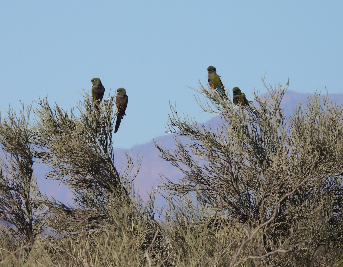 Burrowing Parakeet - ML640979875