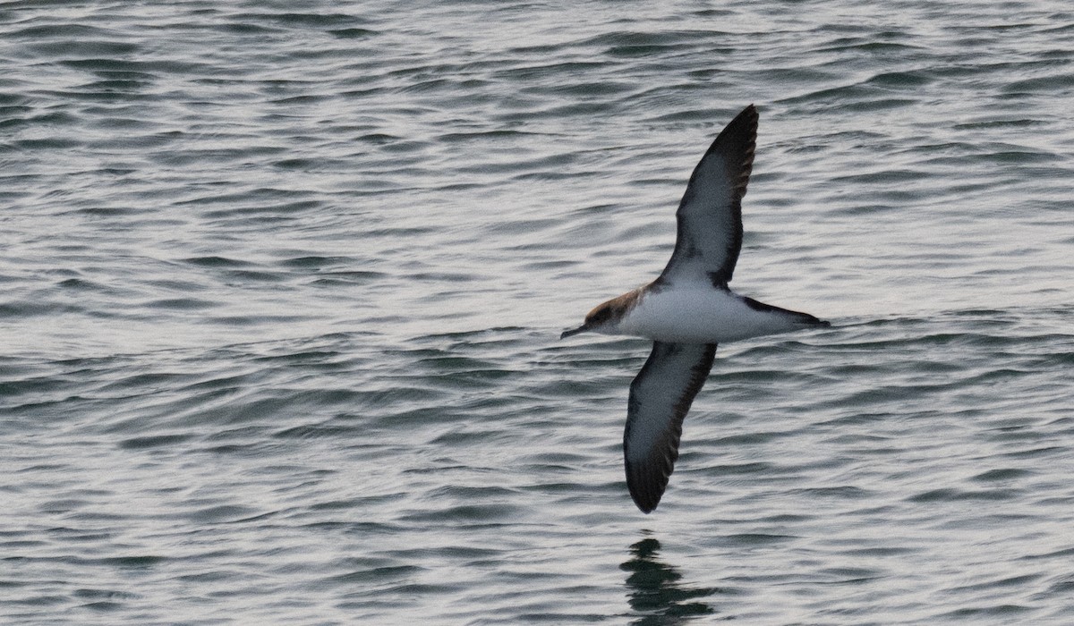 Manx Shearwater - ML640979906