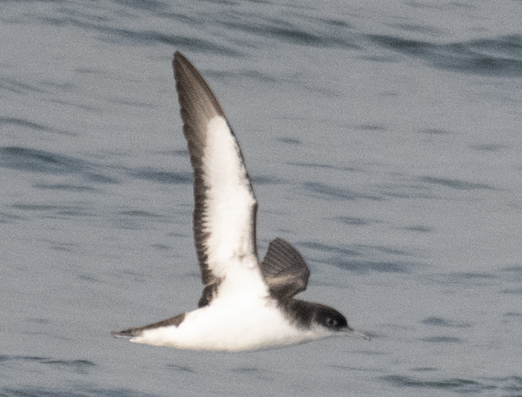 Manx Shearwater - ML640979907