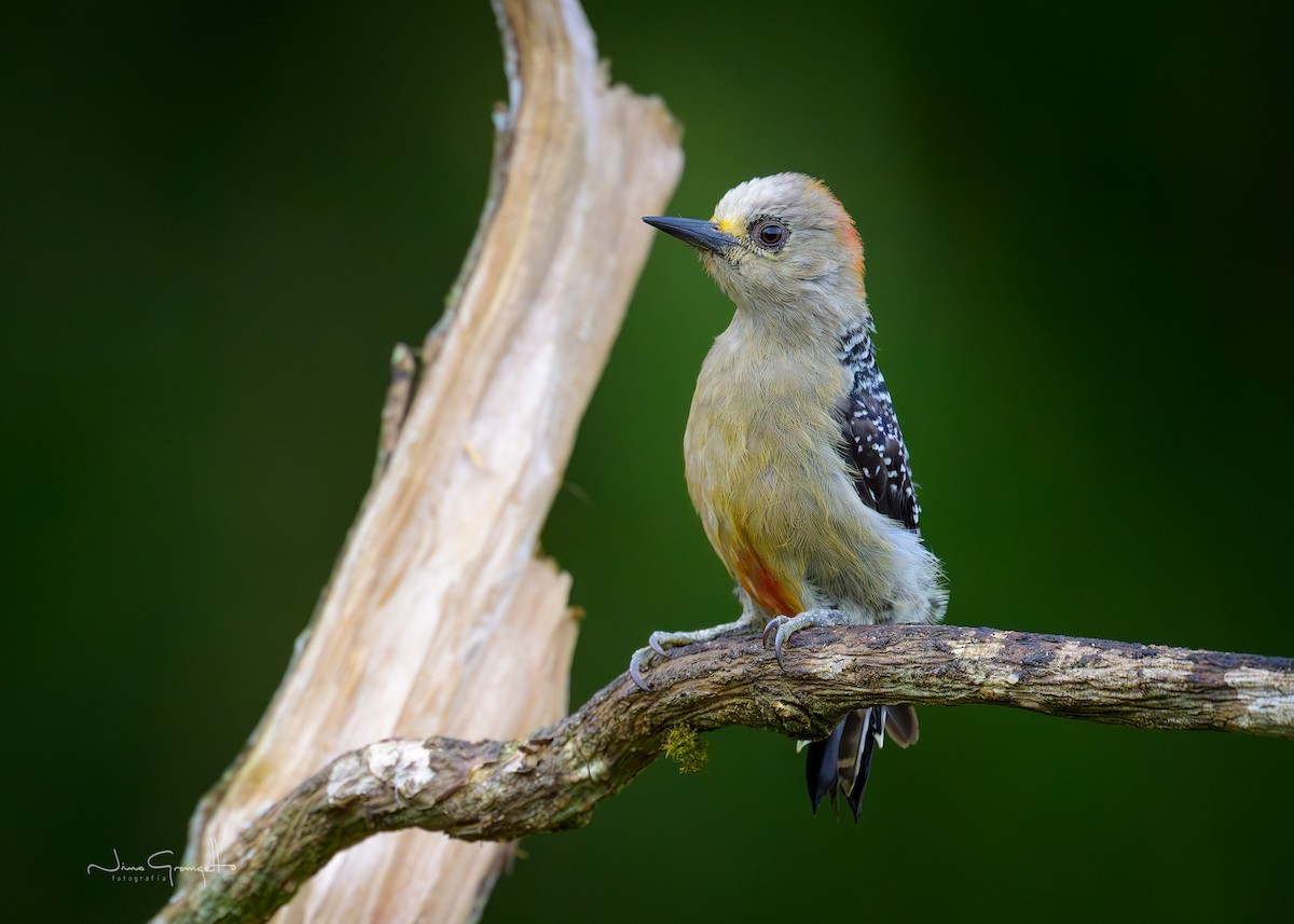 Red-crowned Woodpecker - ML640980089