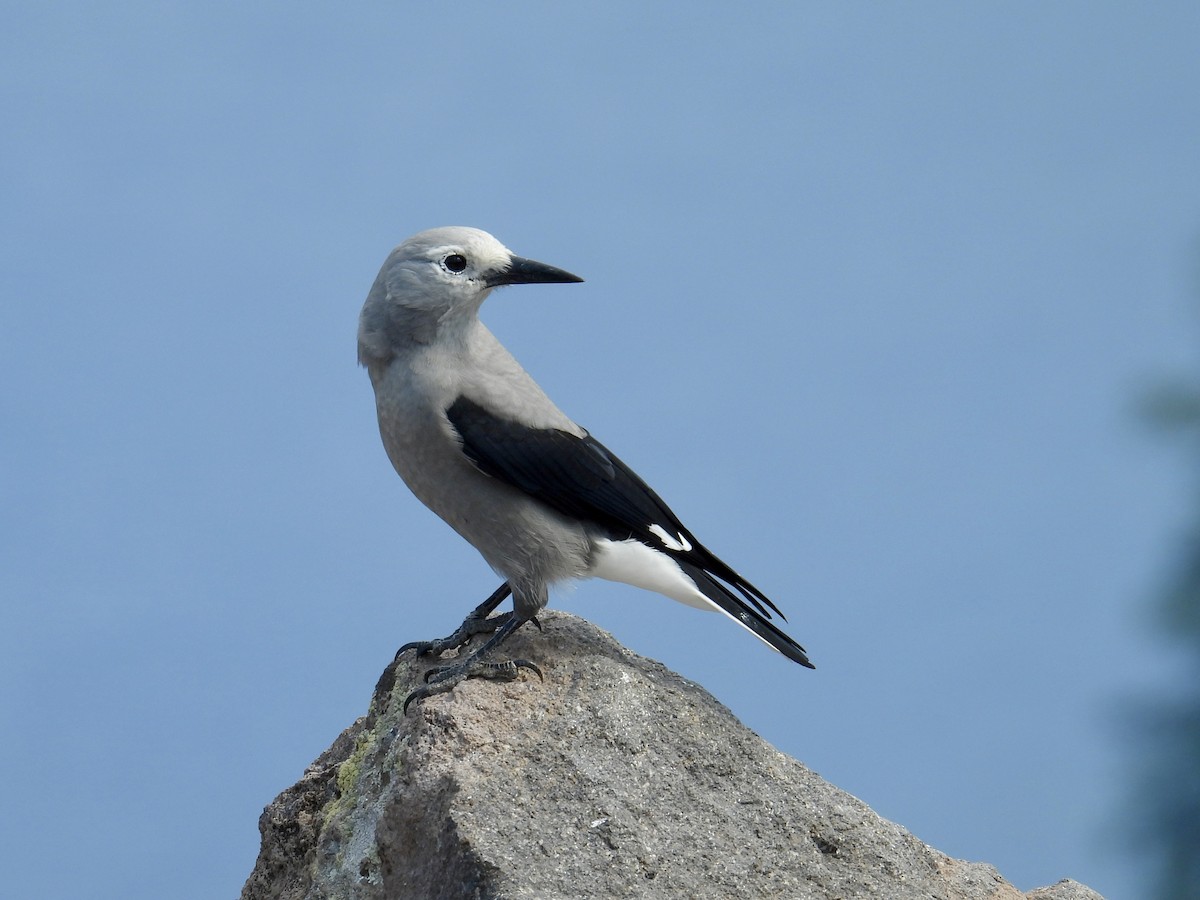 Clark's Nutcracker - ML640980112