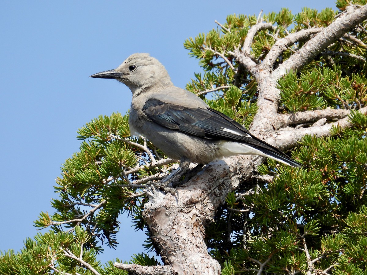 Clark's Nutcracker - ML640980113