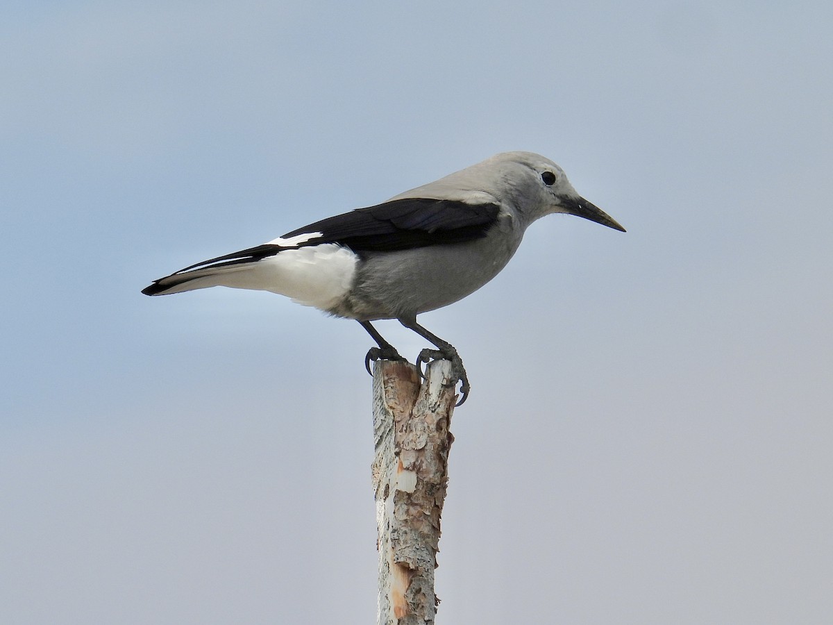 Clark's Nutcracker - ML640980114