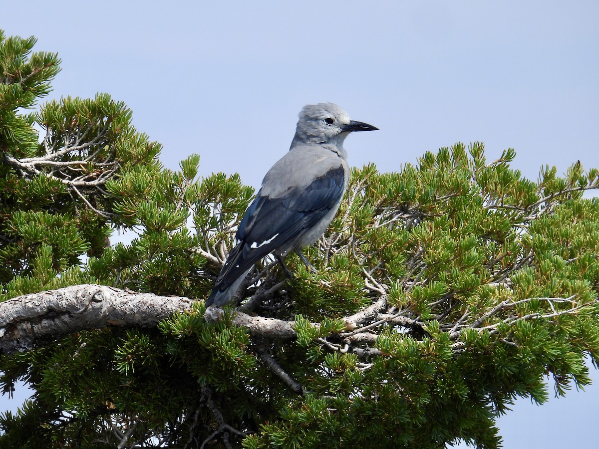 Clark's Nutcracker - ML640980115