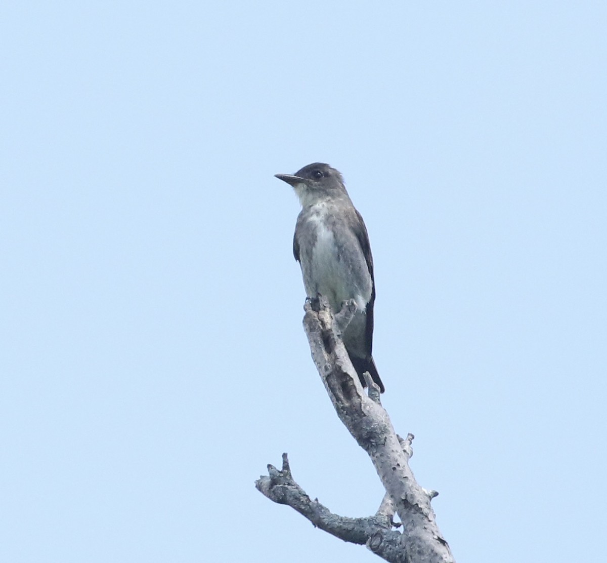 Olive-sided Flycatcher - ML640980158