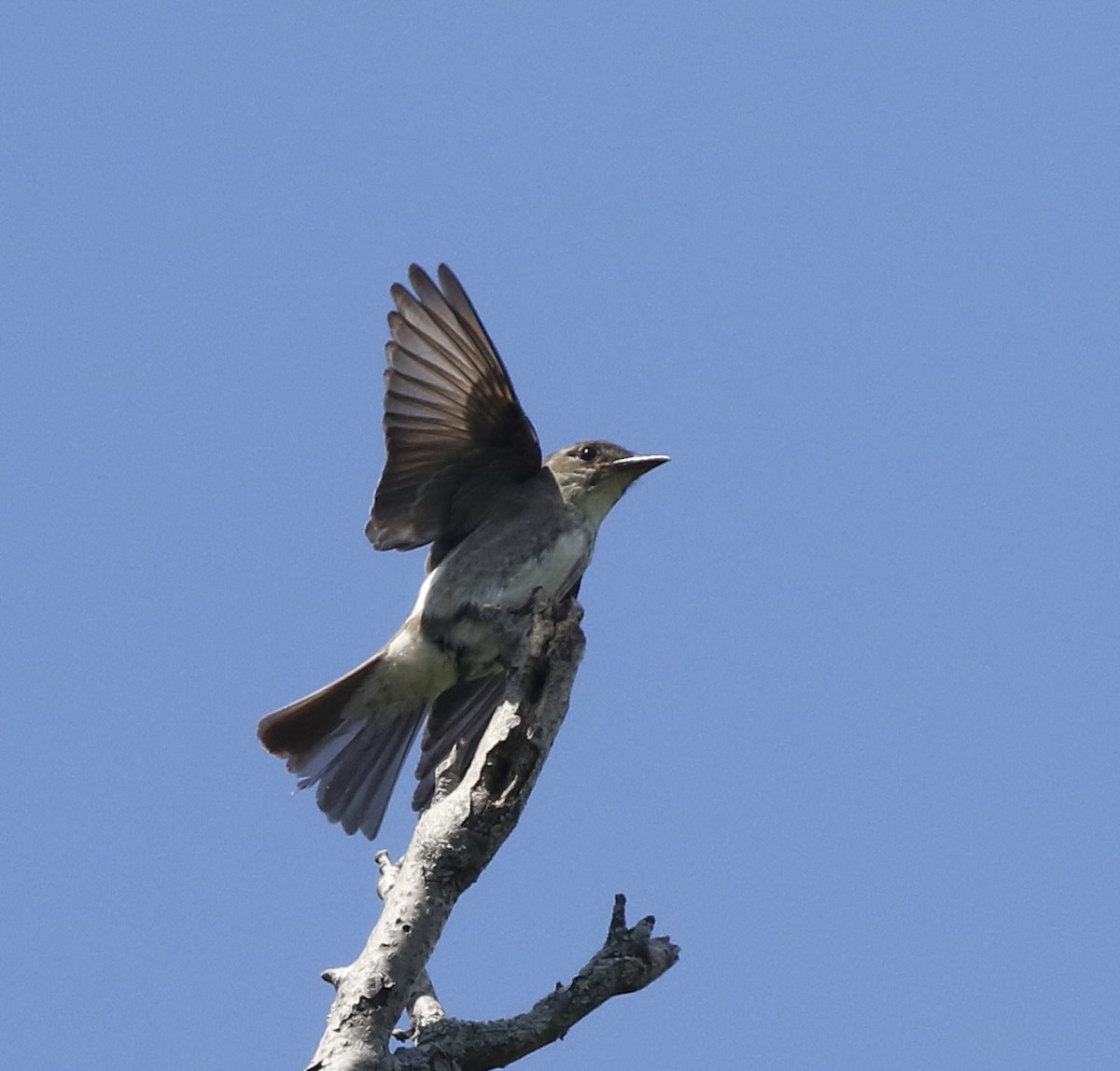 Olive-sided Flycatcher - ML640980159