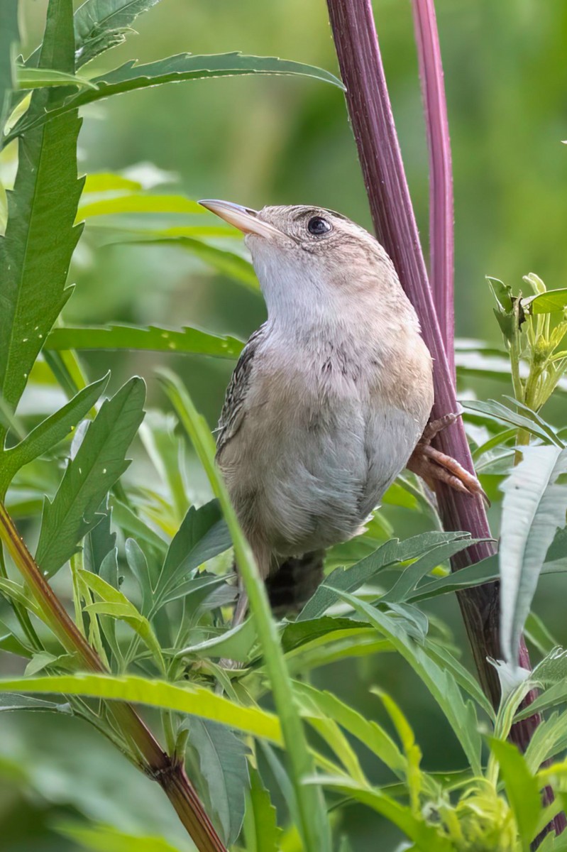Sedge Wren - ML640980189