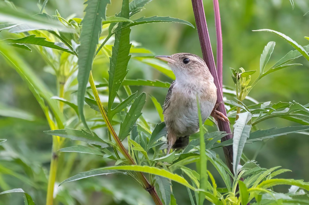 Sedge Wren - ML640980190
