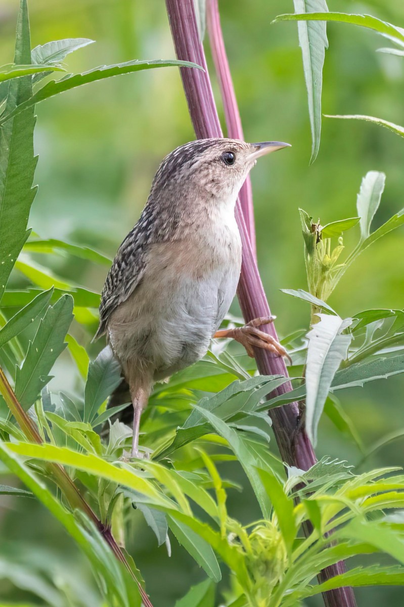 Sedge Wren - ML640980191
