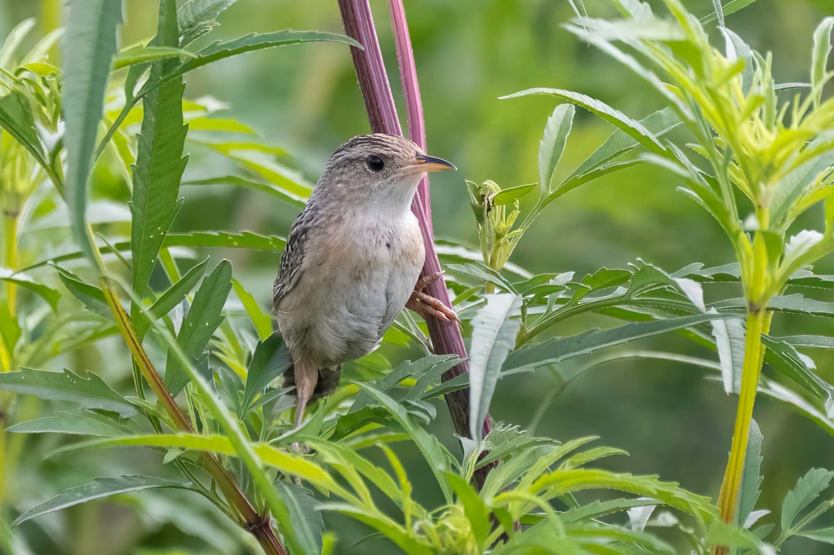 Sedge Wren - ML640980192