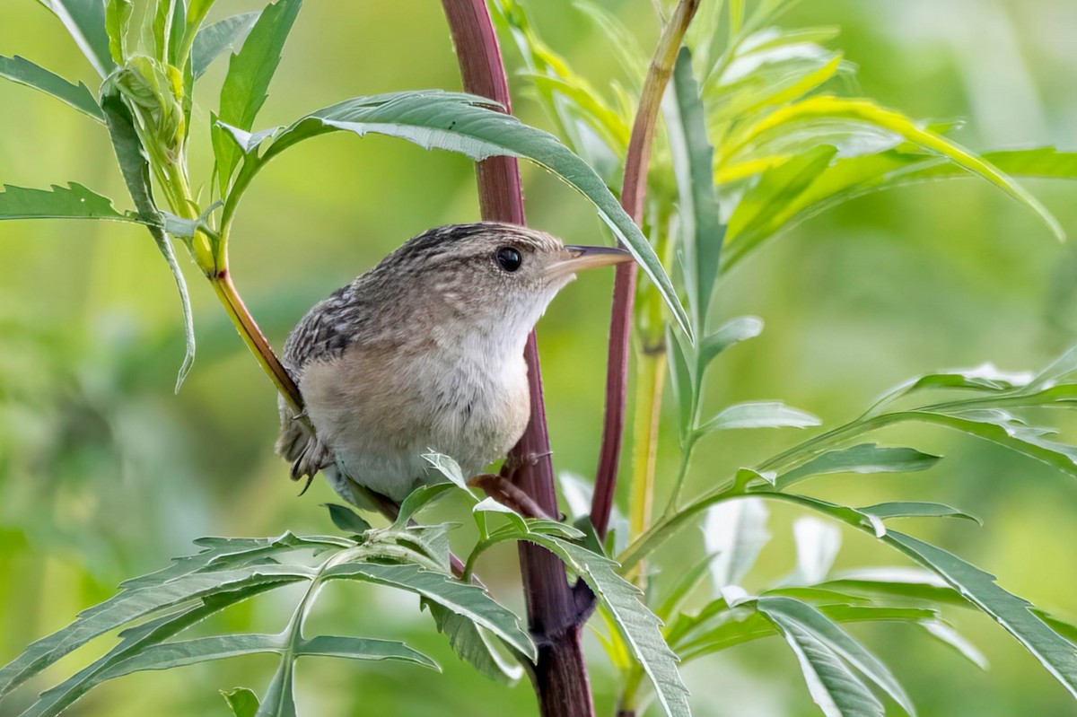 Sedge Wren - ML640980193