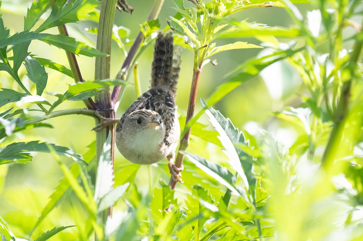 Sedge Wren - ML640980195