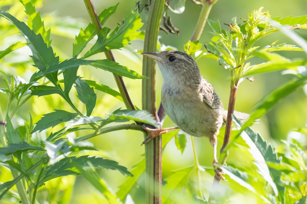 Sedge Wren - ML640980197
