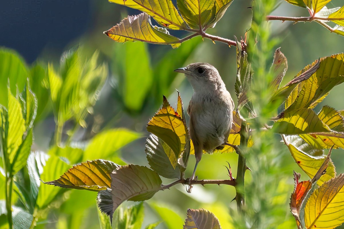 Sedge Wren - ML640980198