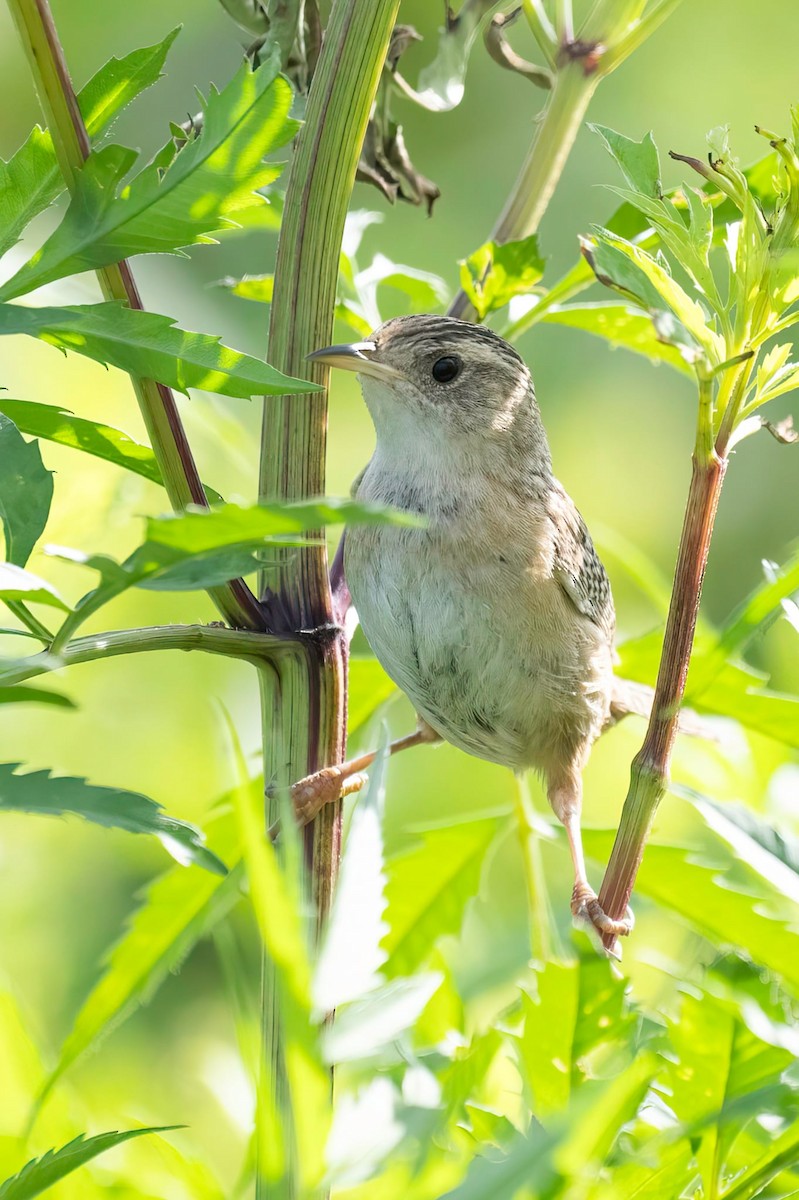 Sedge Wren - ML640980199
