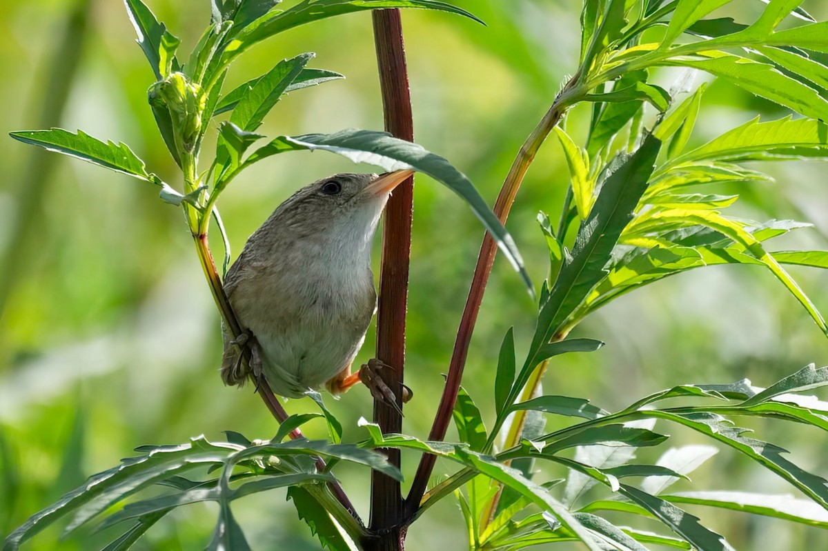 Sedge Wren - ML640980200