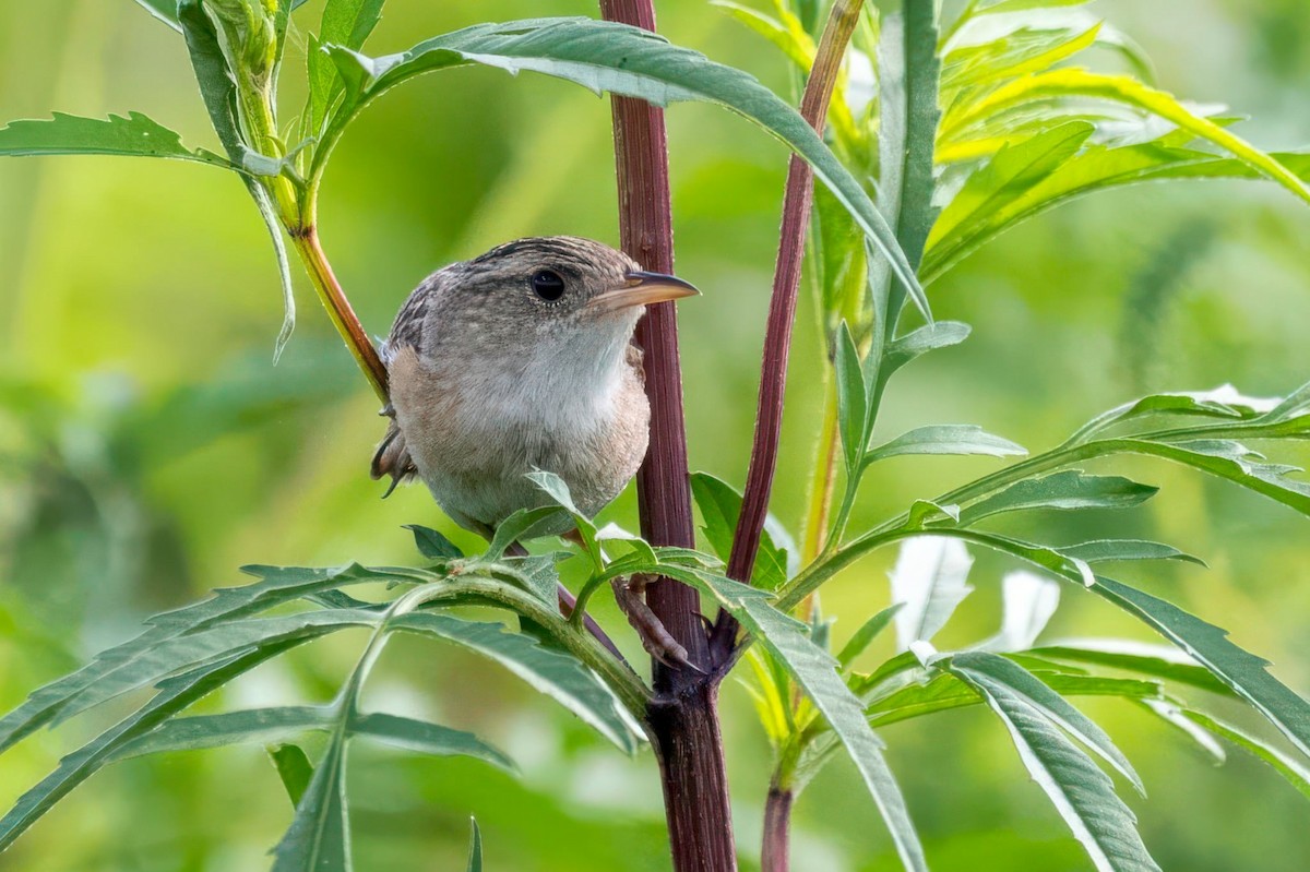 Sedge Wren - ML640980201