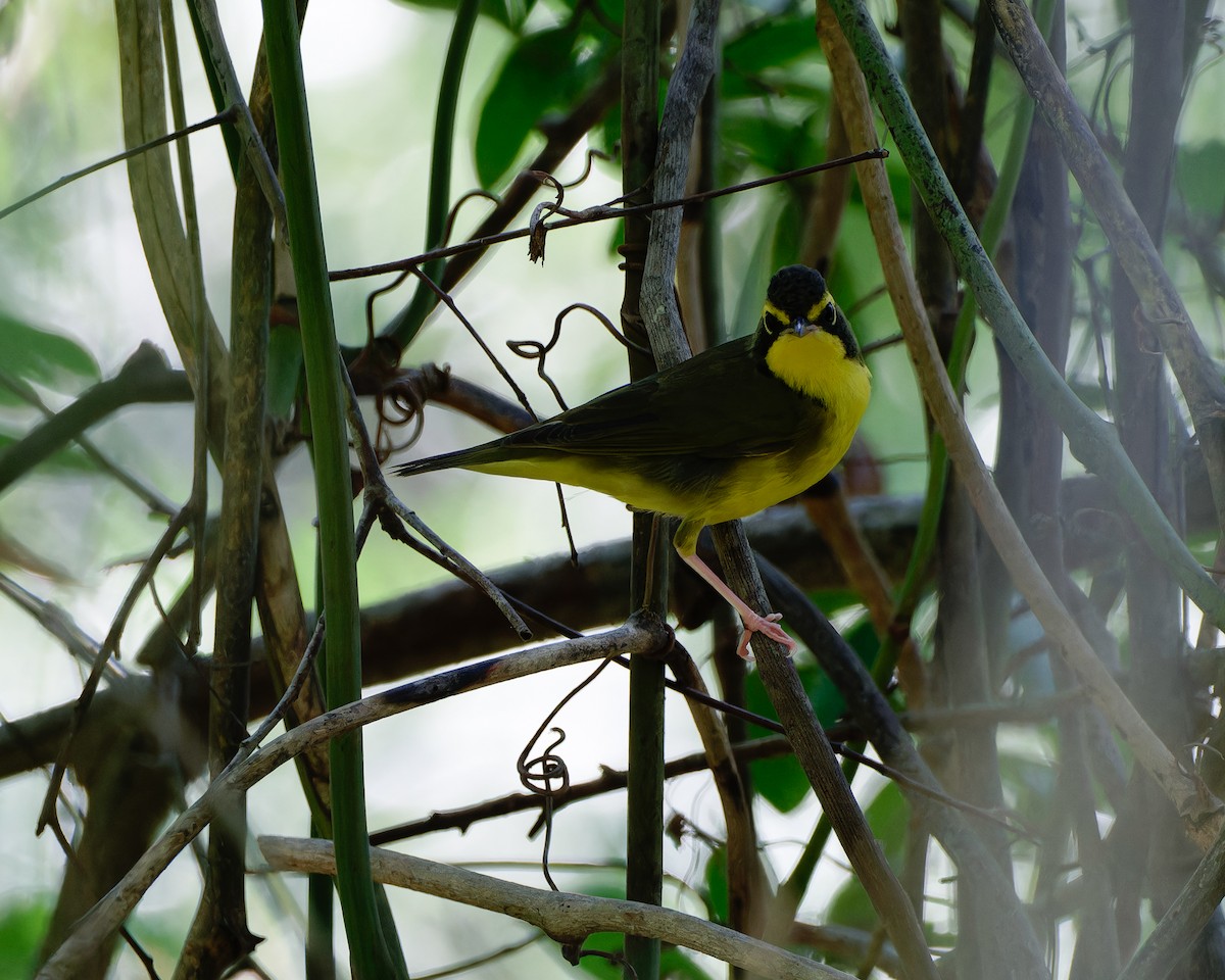Kentucky Warbler - ML640980212