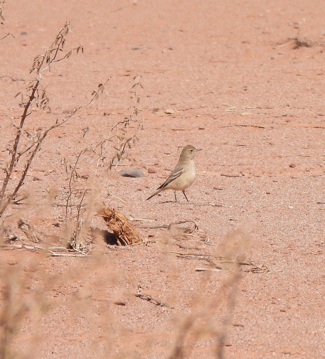 Lesser Shrike-Tyrant - ML640980254