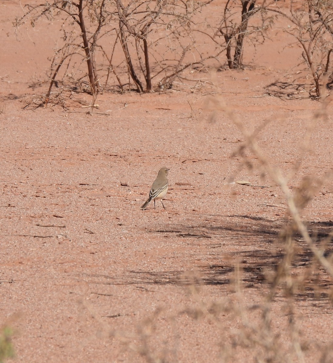 Lesser Shrike-Tyrant - ML640980255