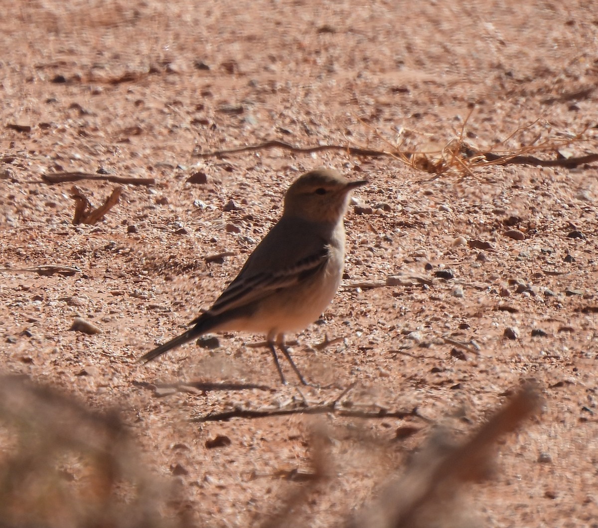 Lesser Shrike-Tyrant - ML640980256