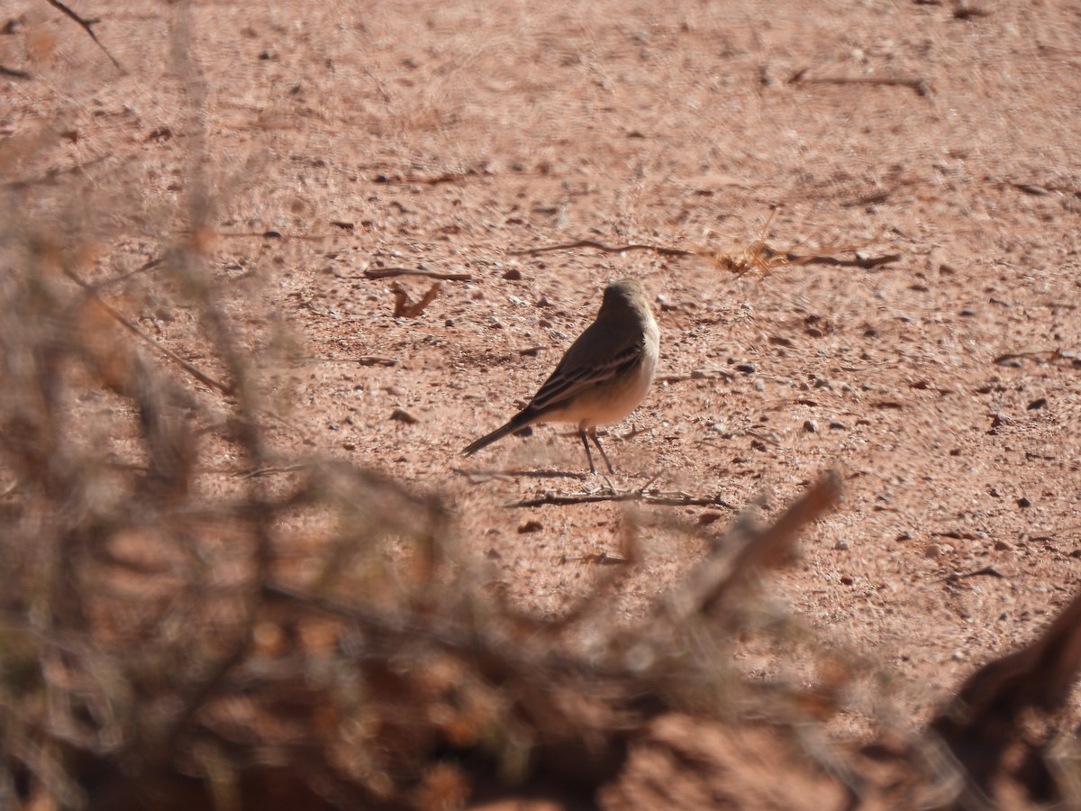 Lesser Shrike-Tyrant - ML640980257