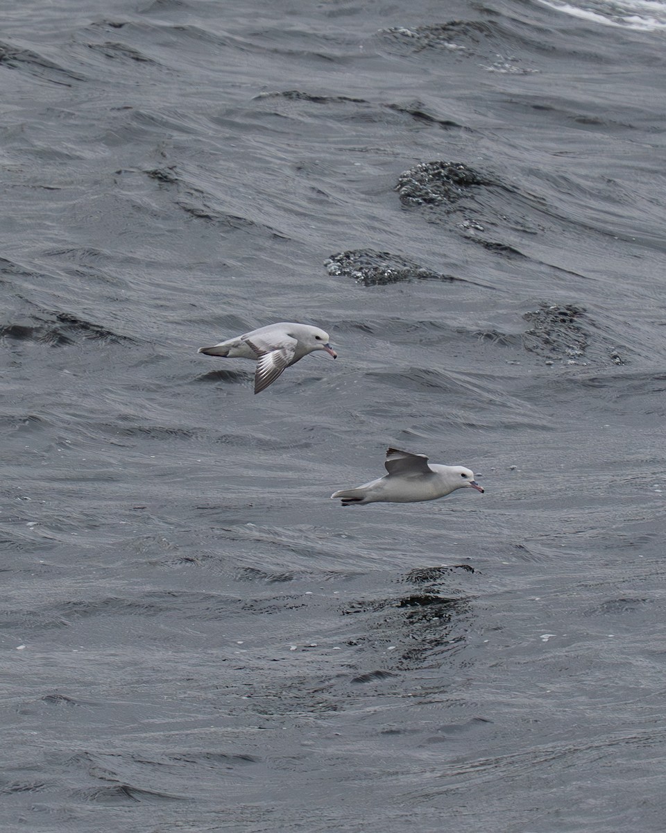 Southern Fulmar - ML640980277