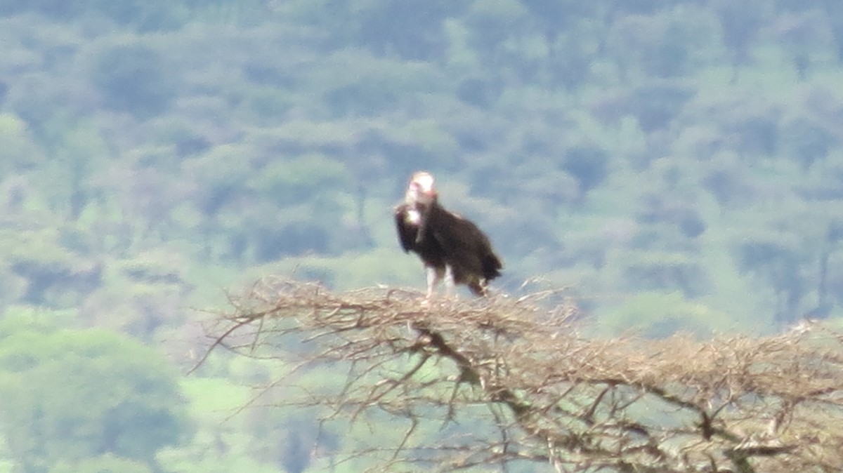 カオジロハゲワシ - ML640980332