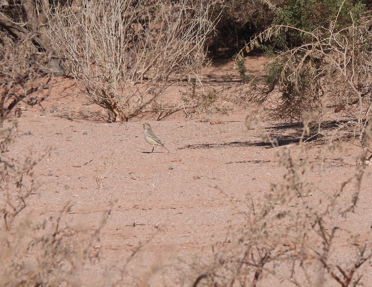 Lesser Shrike-Tyrant - ML640980391