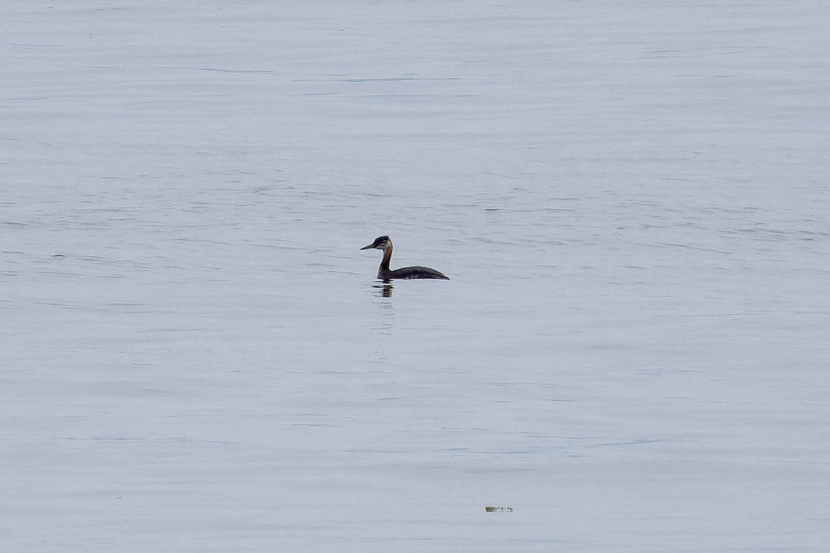 Red-necked Grebe - ML640980394