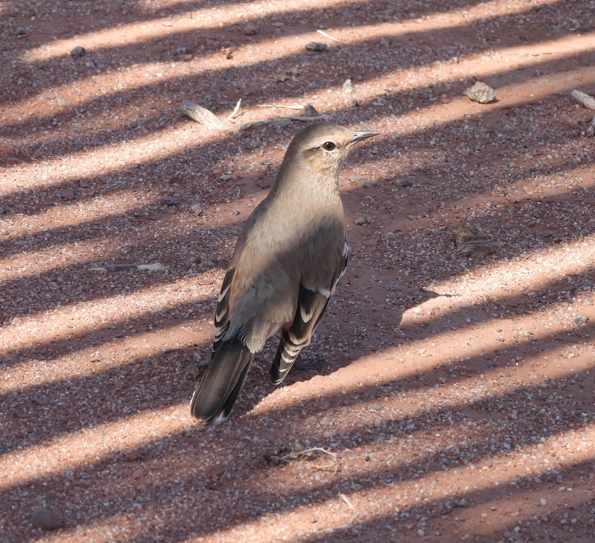 Patagonian Mockingbird - ML640980415