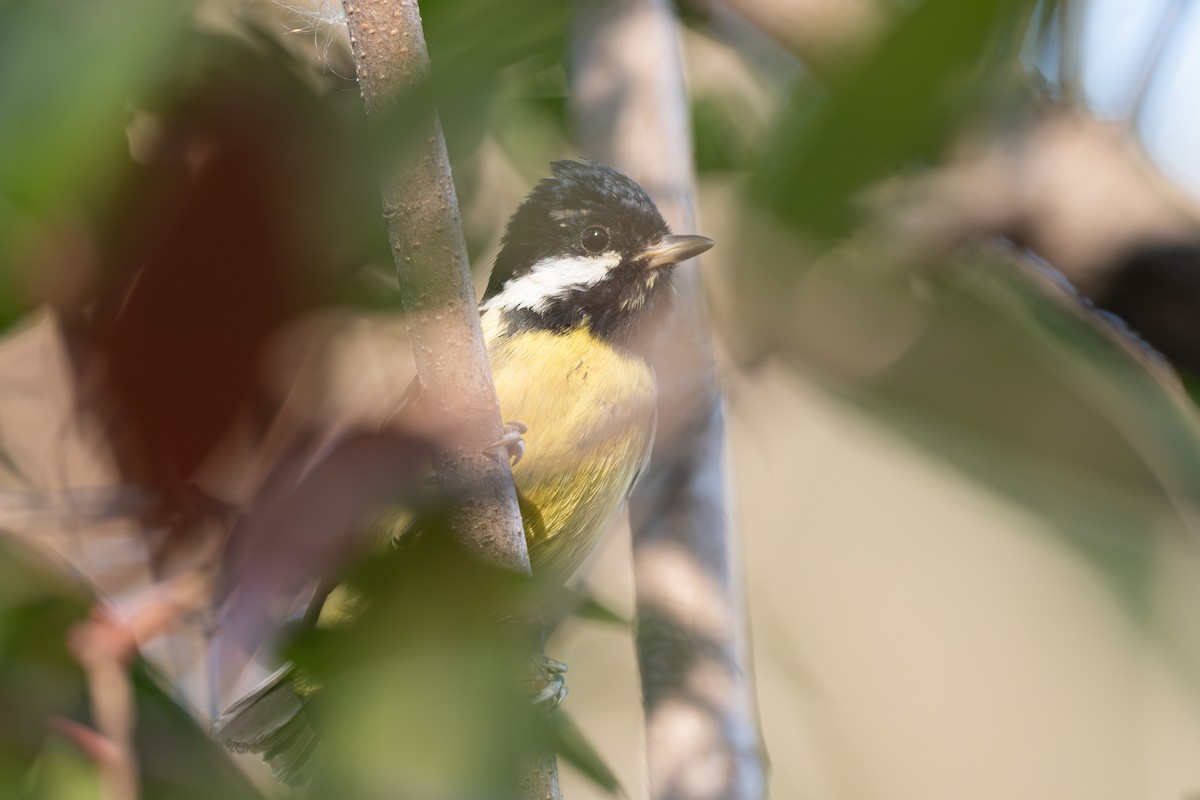Yellow-bellied Tit - ML640980472